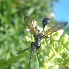 Isodontia