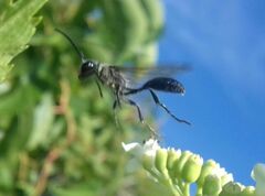 Isodontia