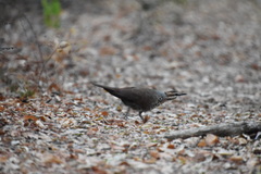 Mesitornis variegatus