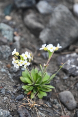 Arabidopsis lyrata petraea