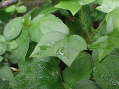 Senecio macroglossus