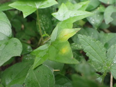 Senecio macroglossus