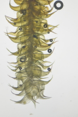 Campylophyllum halleri