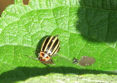 Kuschelina petaurista