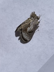 Chrysanympha formosa