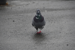 Columba livia domestica