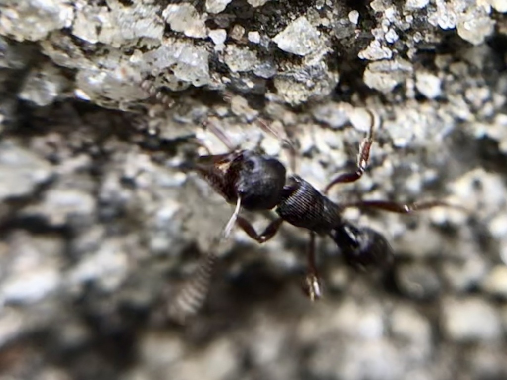 South American grooved ant