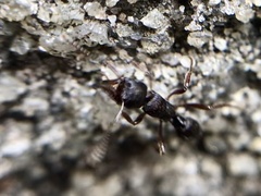 Poneracantha triangularis