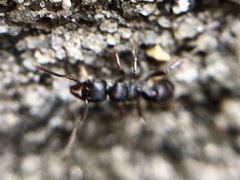 Poneracantha triangularis