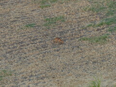 Vulpes vulpes niloticus