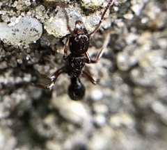 Poneracantha triangularis