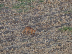 Vulpes vulpes niloticus