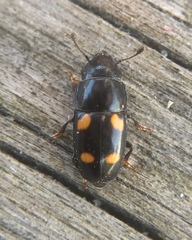 Glischrochilus hortensis