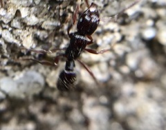 Poneracantha triangularis