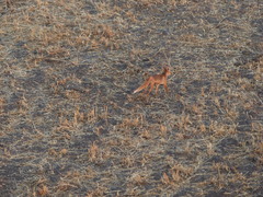 Vulpes vulpes niloticus