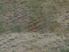 Vulpes vulpes niloticus