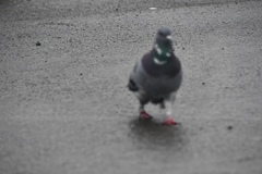 Columba livia domestica