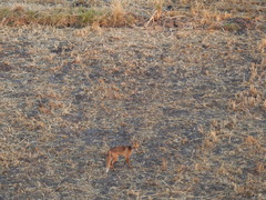 Vulpes vulpes niloticus