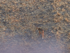 Vulpes vulpes niloticus