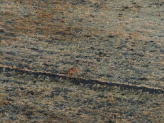 Vulpes vulpes niloticus