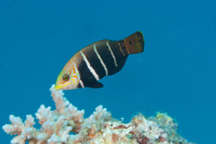 Barred Thicklip photo 5