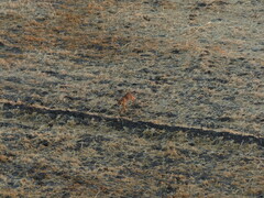 Vulpes vulpes niloticus