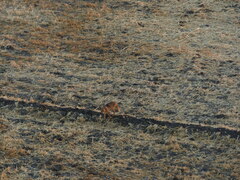 Vulpes vulpes niloticus