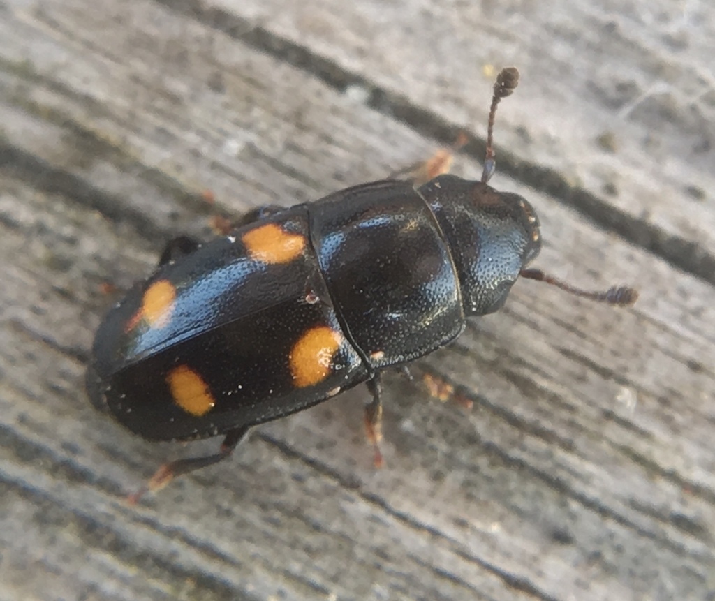 Glischrochilus hortensis