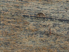 Vulpes vulpes niloticus