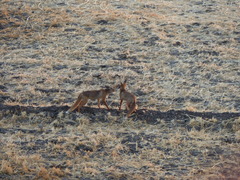 Vulpes vulpes niloticus