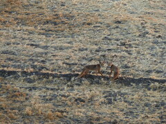 Vulpes vulpes niloticus