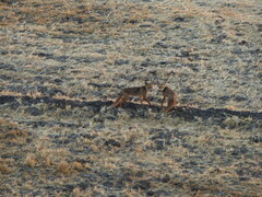 Vulpes vulpes niloticus