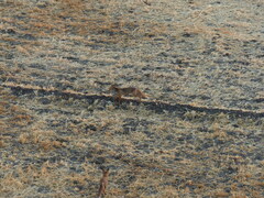 Vulpes vulpes niloticus