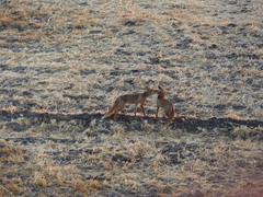Vulpes vulpes niloticus