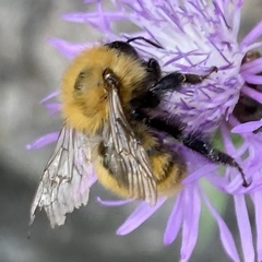 Bombus pascuorum