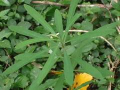 Euphorbia kraussiana