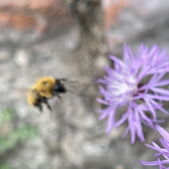 Bombus pascuorum