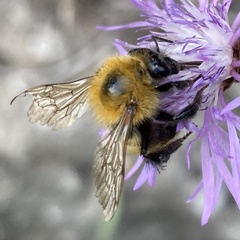 Bombus pascuorum