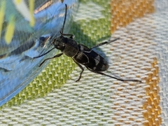 Pseudosphegesthes cinerea