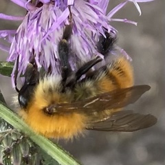 Bombus pascuorum