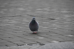 Columba livia