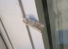 Lithophane bethunei