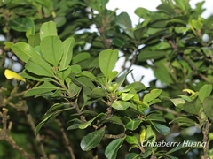Ilex maximowicziana