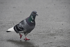 Columba livia domestica