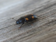 Glischrochilus hortensis