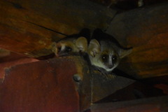 Microcebus murinus