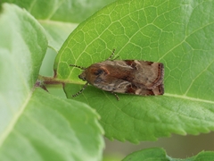 Cryptocala chardinyi