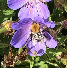 Bombus pascuorum