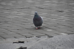 Columba livia
