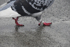 Columba livia domestica